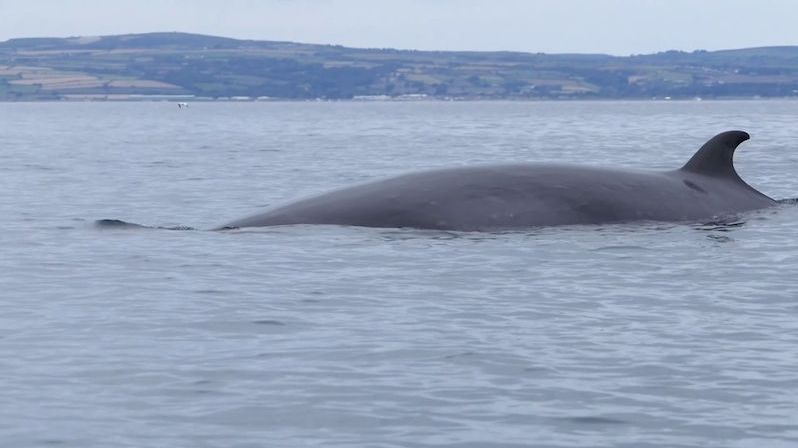 Kolem kajakáře proplavala desetimetrová velryba